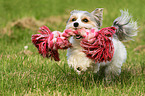 spielender Biewer Yorkshire Terrier