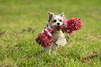 spielender Biewer Yorkshire Terrier