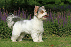 stehender Biewer Yorkshire Terrier