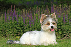 liegender Biewer Yorkshire Terrier