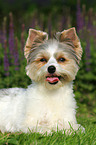 liegender Biewer Yorkshire Terrier