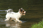 spielender Biewer Yorkshire Terrier