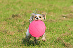 spielender Biewer Yorkshire Terrier