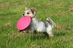 spielender Biewer Yorkshire Terrier