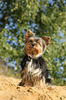 sitzender Biewer Yorkshire Terrier