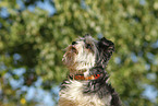 Biewer Yorkshire Terrier Portrait