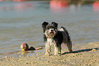 stehender Biewer Yorkshire Terrier