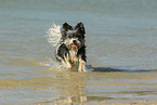rennender Biewer Yorkshire Terrier
