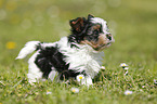 Biewer Yorkshire Terrier auf der Wiese