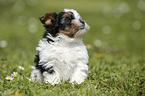 Biewer Yorkshire Terrier auf der Wiese