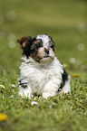 Biewer Yorkshire Terrier auf der Wiese