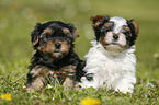 Yorkshire Terrier und Biewer Terrier