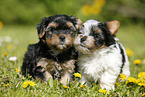 Yorkshire Terrier und Biewer Terrier