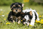 Yorkshire Terrier und Biewer Terrier