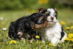 Yorkshire Terrier und Biewer Terrier