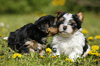 Yorkshire Terrier und Biewer Terrier