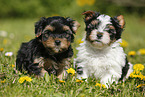 Yorkshire Terrier und Biewer Terrier