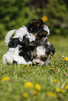 Biewer Yorkshire Terrier Welpen