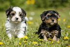 Yorkshire Terrier und Biewer Terrier