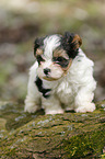 Biewer Yorkshire Terrier auf Baum