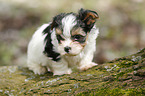 Biewer Yorkshire Terrier auf Baum