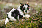 Biewer Yorkshire Terrier auf Baum