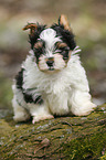 Biewer Yorkshire Terrier auf Baum