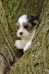 Biewer Yorkshire Terrier auf Baum