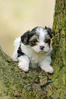 Biewer Yorkshire Terrier auf Baum