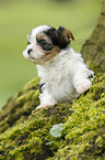 Biewer Yorkshire Terrier auf Baum