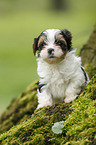 Biewer Yorkshire Terrier auf Baum