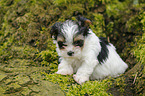 Biewer Yorkshire Terrier auf Baum