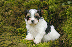 Biewer Yorkshire Terrier auf Baum