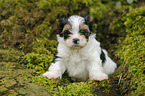 Biewer Yorkshire Terrier auf Baum