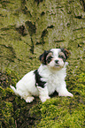 Biewer Yorkshire Terrier auf Baum