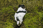 Biewer Yorkshire Terrier auf Baum