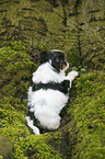 Biewer Yorkshire Terrier auf Baum