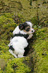 Biewer Yorkshire Terrier auf Baum