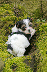 Biewer Yorkshire Terrier auf Baum