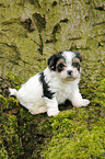 Biewer Yorkshire Terrier auf Baum