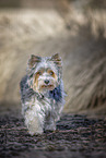 kleiner Biewer Yorkshire Terrier