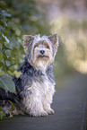 kleiner Biewer Yorkshire Terrier