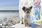 Biewer Yorkshire Terrier