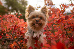 Biewer Yorkshire Terrier