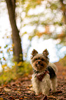 Biewer Yorkshire Terrier