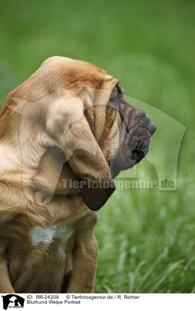 Bluthund Welpe Portrait / Bloodhound Puppy Portrait / RR-24208