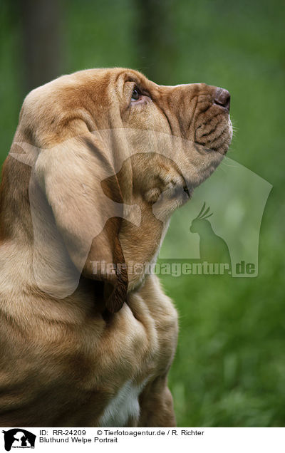 Bluthund Welpe Portrait / RR-24209