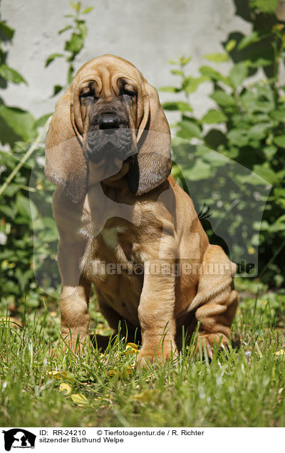 sitzender Bluthund Welpe / sitting Bloodhound Puppy / RR-24210
