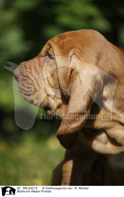Bluthund Welpe Portrait / Bloodhound Puppy Portrait / RR-24213