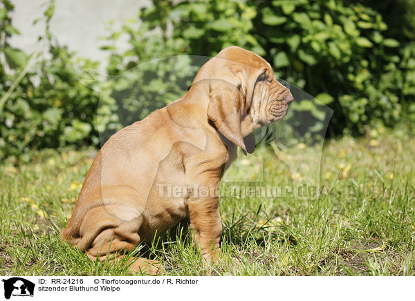 sitzender Bluthund Welpe / RR-24216